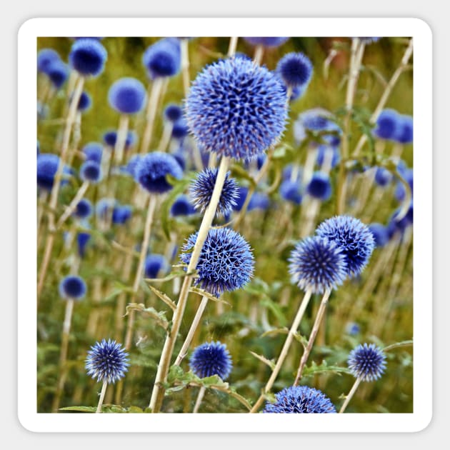 Blue Wild Thistles Sticker by SILVA_CAPITANA